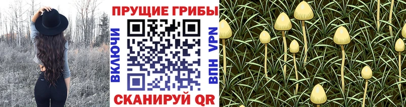 где можно купить   Сафоново  Галлюциногенные грибы мухоморы 